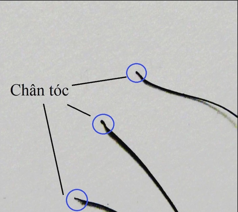 Cách lấy mẫu tóc xét nghiệm adn